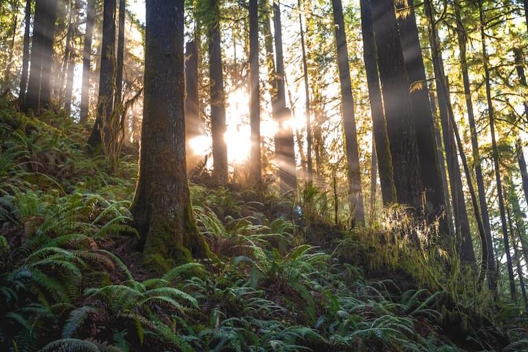 A forest with a lot of green trees