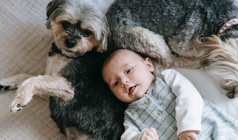 Baby laying on a small dog