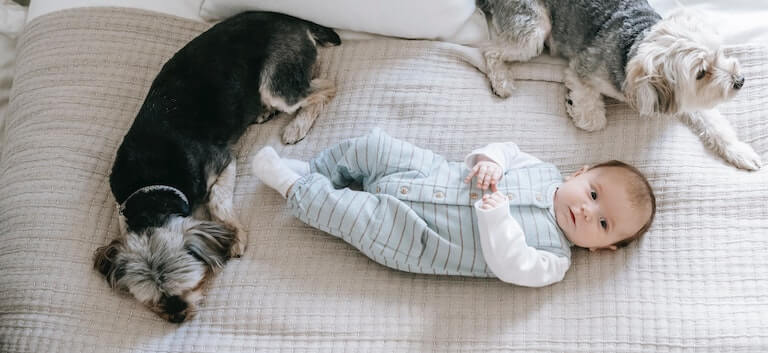 Baby laying on a bed with two dogs