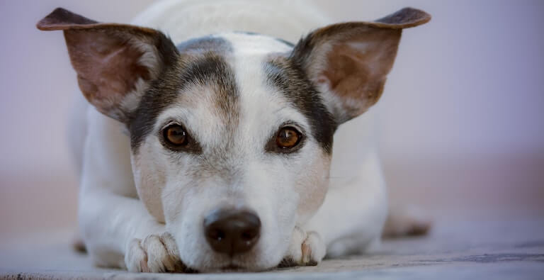 Dog laying down with its ears up
