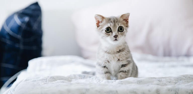 Kitten sitting down on a bed