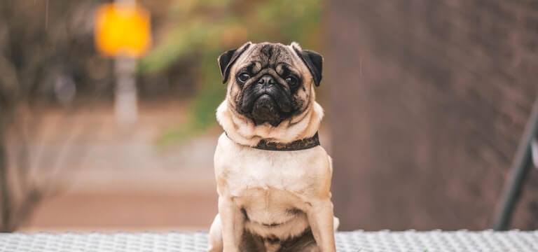 Pug sitting down