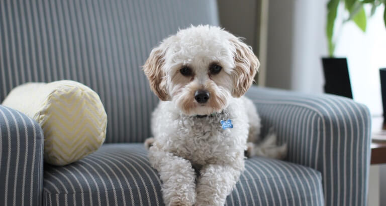 White dog laying on a couch